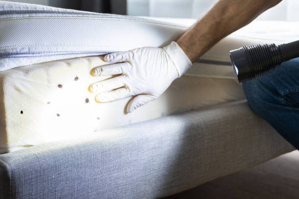 Pest Control Cost in Lake Ketchum, WA