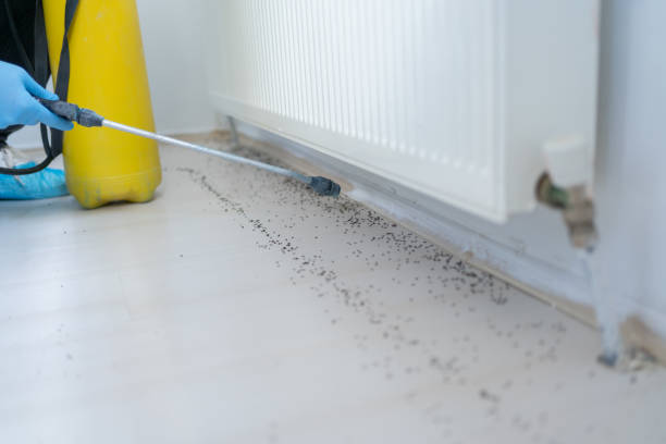 Best Bed Bug Extermination  in Lake Ketchum, WA